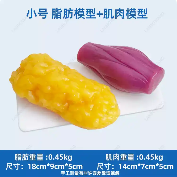 แบบจำลองกล้ามเนื้อและไขมันของม - Nutrition And Fitness บทวิจารณ์และราคา